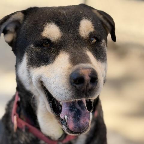 Enlarge Grover, a Adoptable mixed breed in Ashland, OR image 2/5
