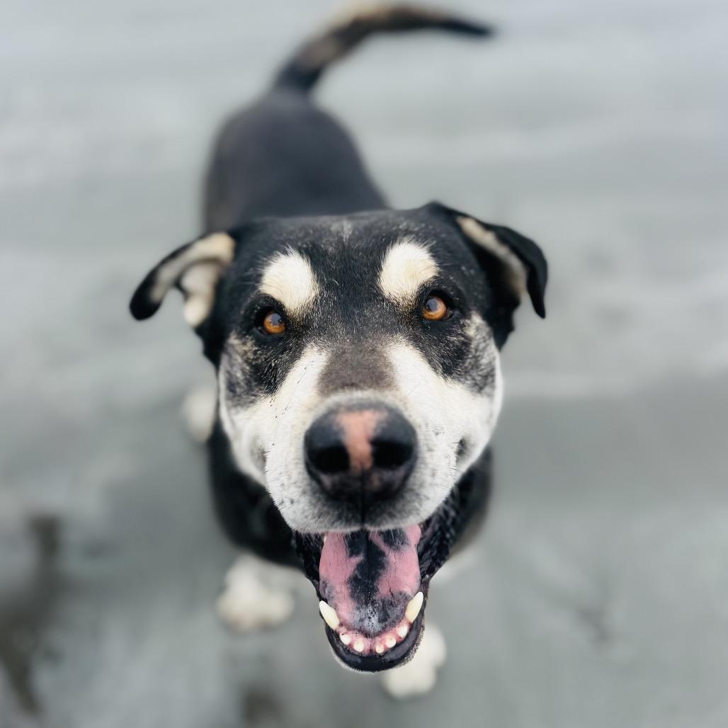 Enlarge Grover, a Adoptable mixed breed in Ashland, OR image 3/5