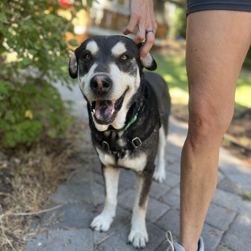 Enlarge Grover, a Adoptable mixed breed in Ashland, OR image 4/5