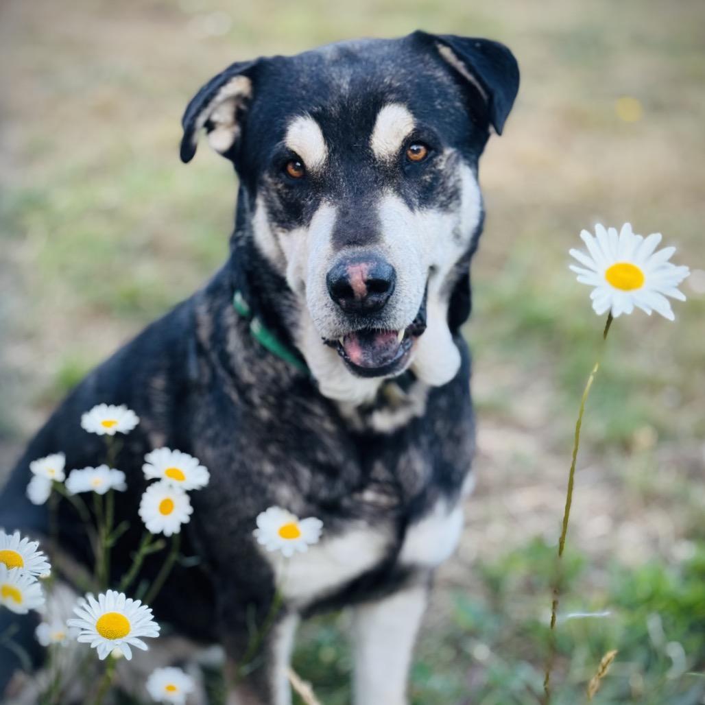 Enlarge Grover, a Adoptable mixed breed in Ashland, OR image 1/5