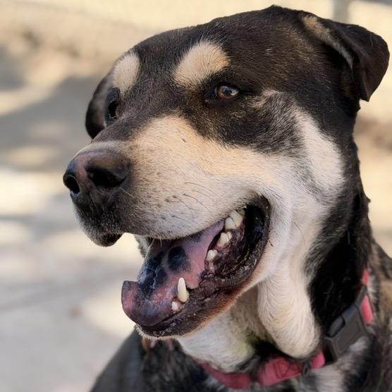 Enlarge Grover, a Adoptable mixed breed in Ashland, OR image 5/5
