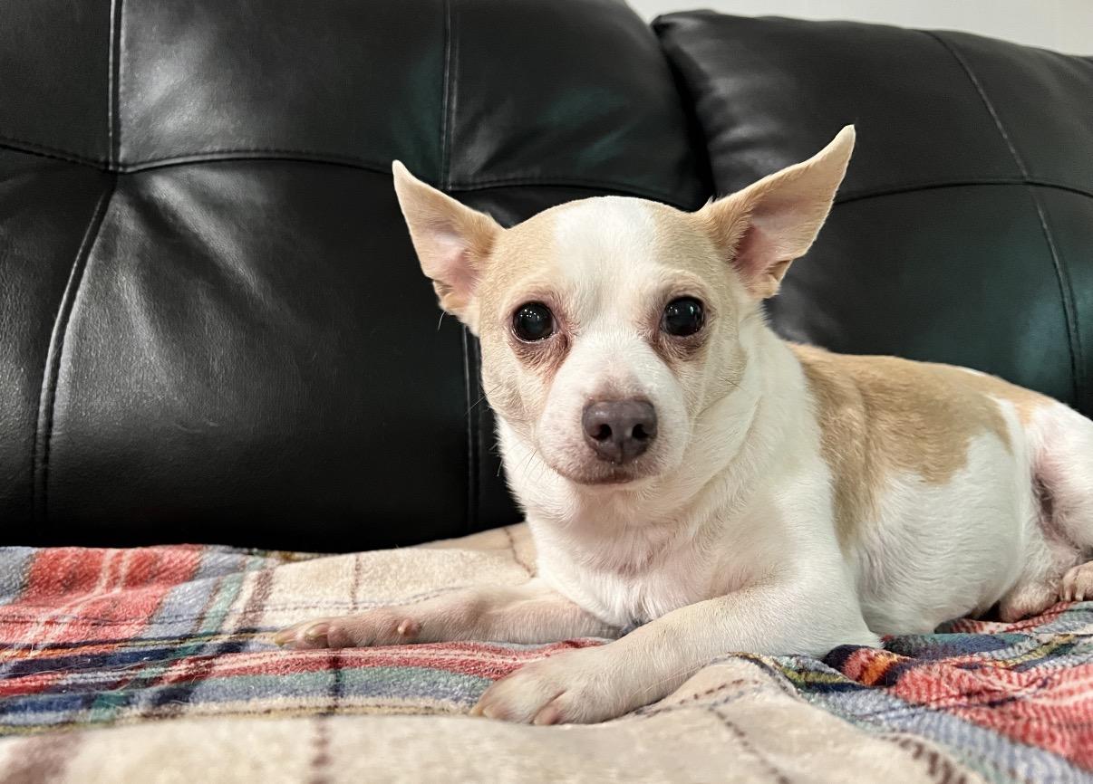 Enlarge Roscoe, a ADOPTABLE mixed breed in Foster, RI image 6/6