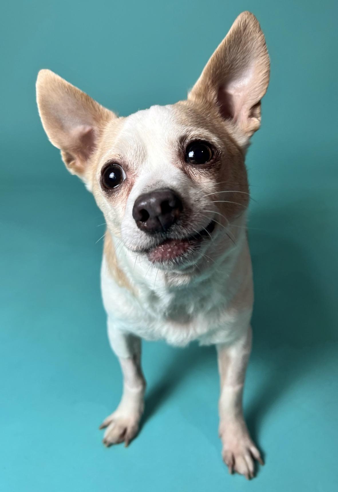 Roscoe, ADOPTABLE, Senior Male Chihuahua.