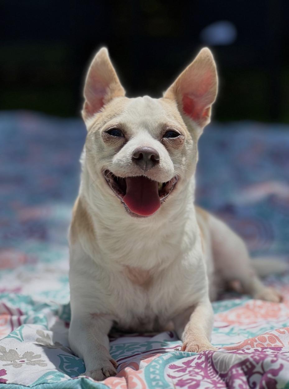 Enlarge Roscoe, a ADOPTABLE mixed breed in Foster, RI image 2/6