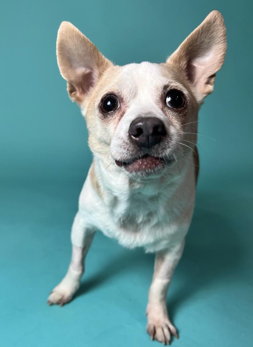 Enlarge Roscoe, a ADOPTABLE mixed breed in Foster, RI image 4/6