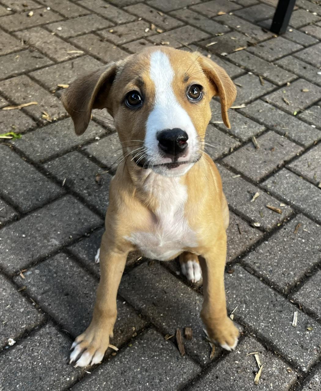 Lexie, an adoptable mixed breed in Minneapolis, MN image 2/4