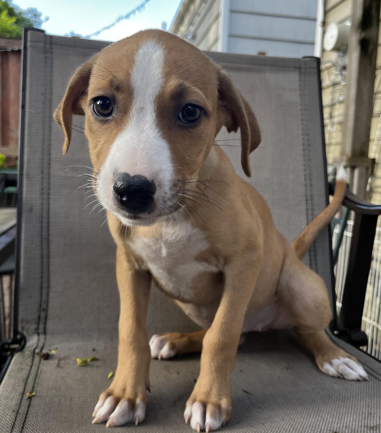 Lexie, an adoptable mixed breed in Minneapolis, MN image 3/4