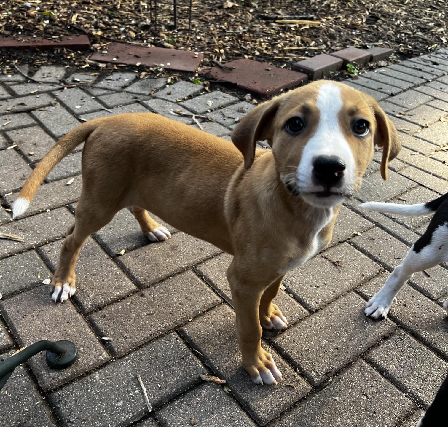 Lexie, an adoptable mixed breed in Minneapolis, MN image 4/4