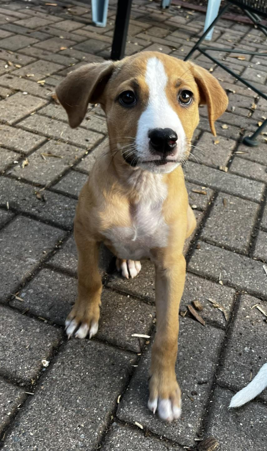 Lexie, adoptable, Puppy Female Retriever & Hound.