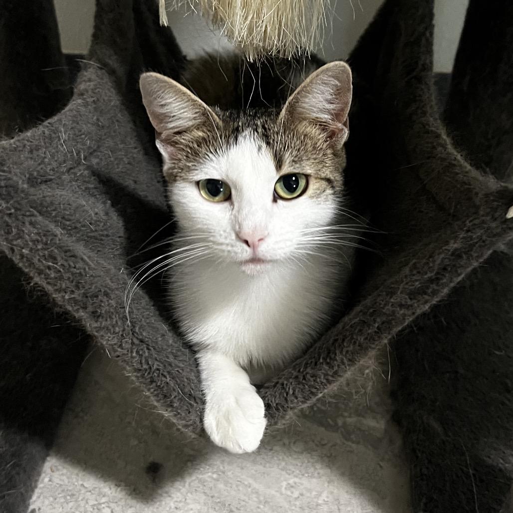 Catti LaBelle, Adoptable, Young Female Domestic Short Hair.