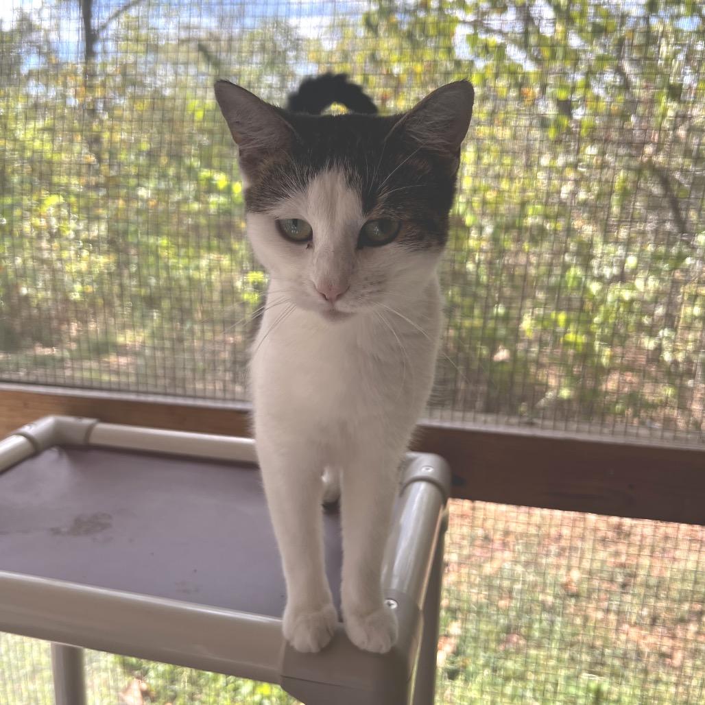 Enlarge Catti LaBelle, a Adoptable Domestic Short Hair in Brighton, MO image 2/5