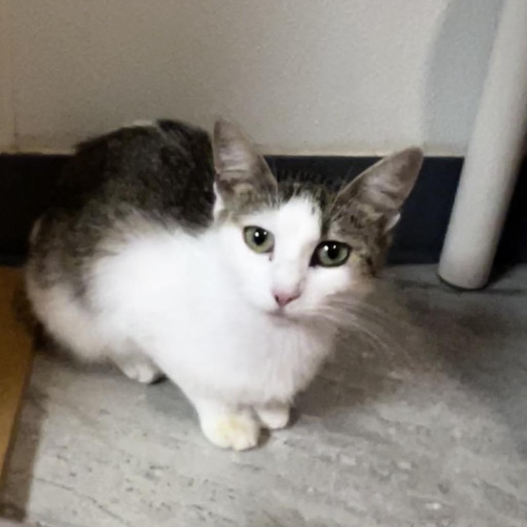 Enlarge Catti LaBelle, a Adoptable Domestic Short Hair in Brighton, MO image 3/5