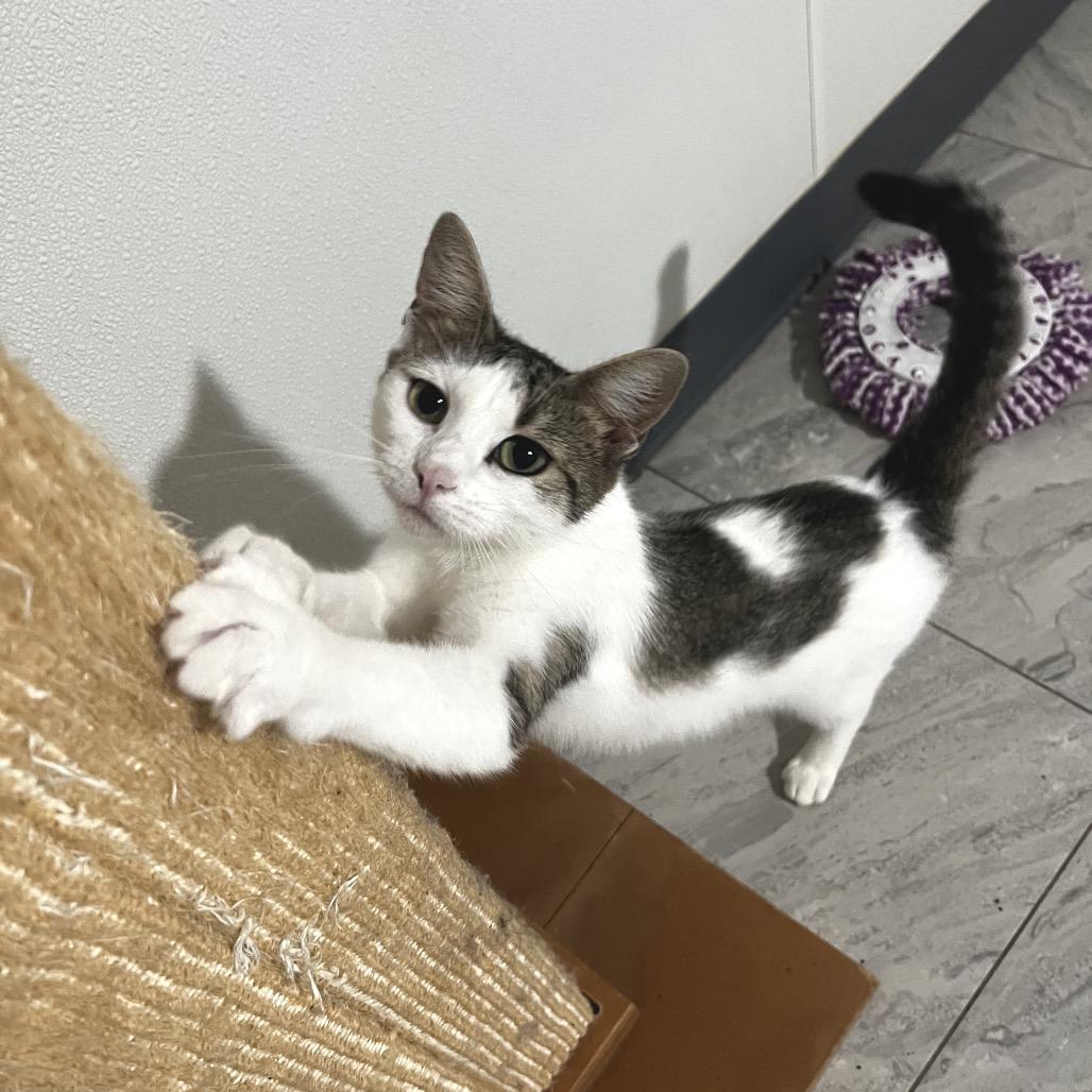 Enlarge Catti LaBelle, a Adoptable Domestic Short Hair in Brighton, MO image 4/5