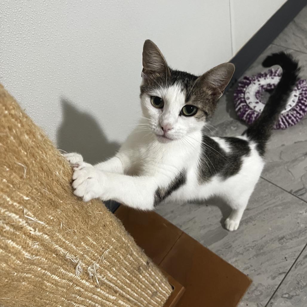 Enlarge Catti LaBelle, a Adoptable Domestic Short Hair in Brighton, MO image 5/5