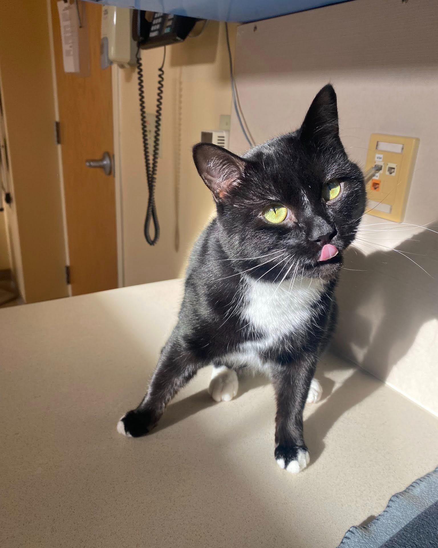 Enlarge Oscar, a ADOPTABLE mixed breed in Fremont, MI image 3/4