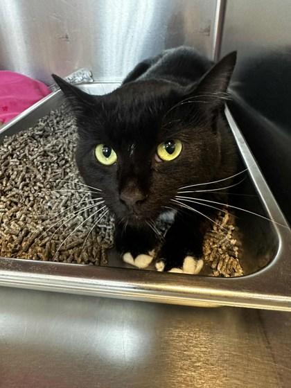 Oscar, ADOPTABLE, Adult Male Domestic Short Hair.