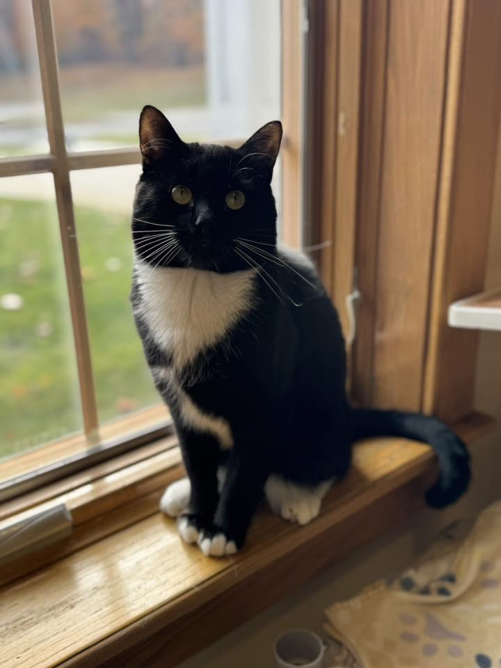 Oscar, ADOPTABLE, Adult Male Domestic Short Hair.