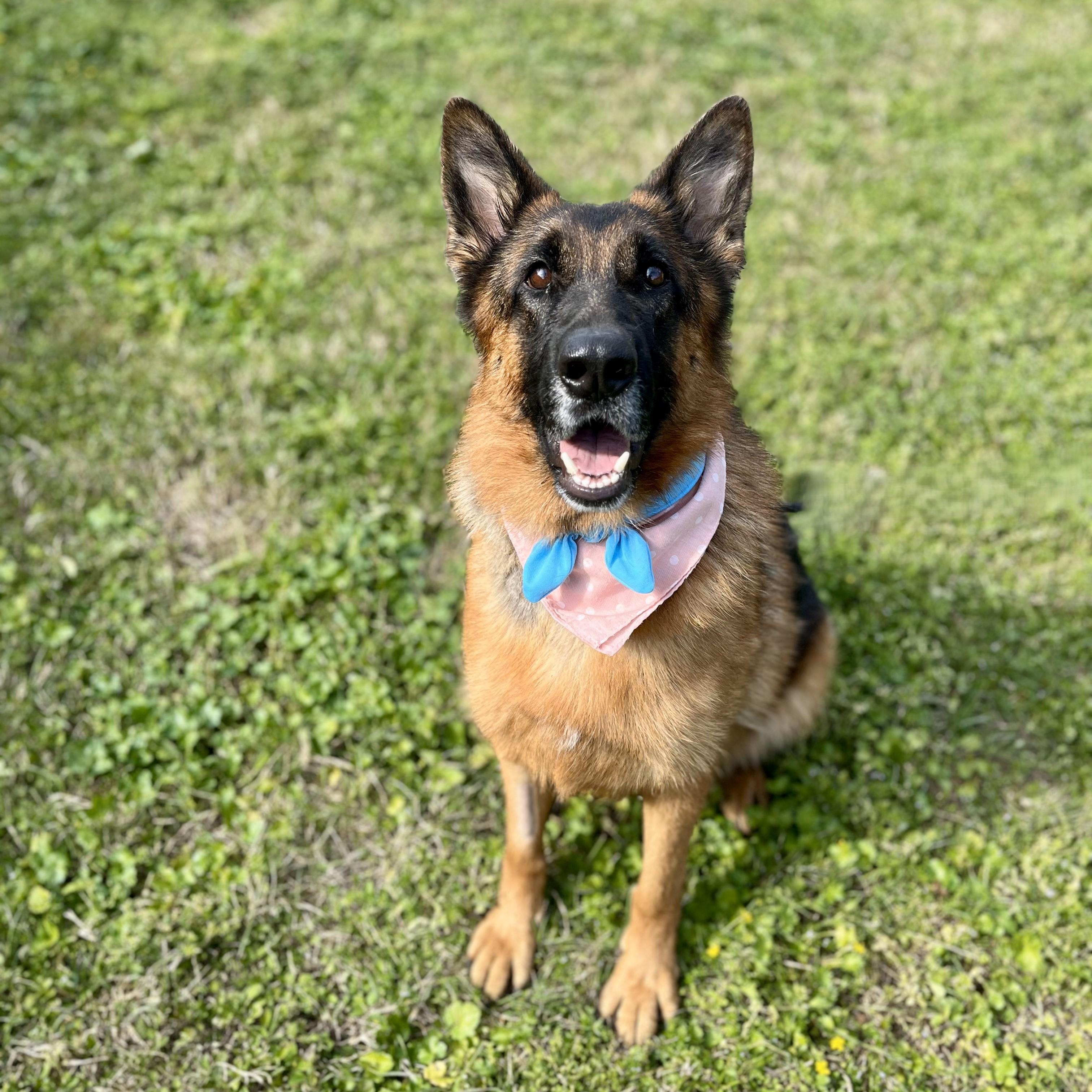 Blueberry — thumbnail 6