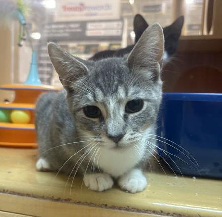 Silver  Willow Grove photo 1