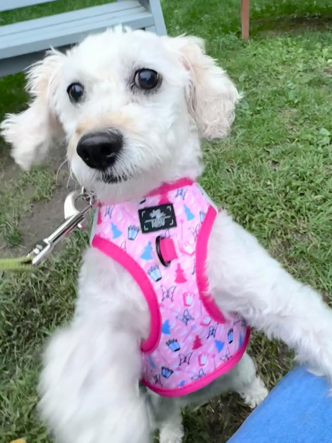 Enlarge Spring-9/18/26, a Adopted Maltipoo in Lambertville, NJ image 4/4