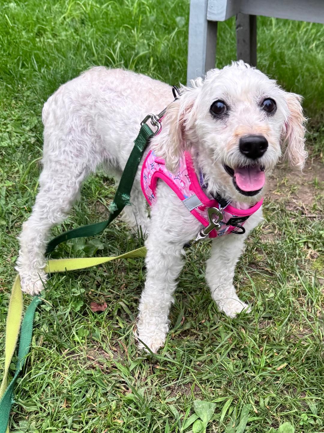 Spring-9/18/26, Adopted, Young Female Maltipoo.