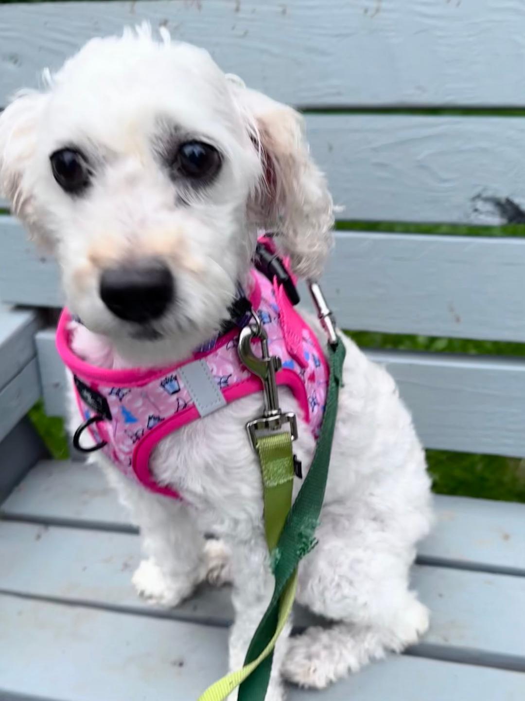 Enlarge Spring-9/18/26, a Adopted Maltipoo in Lambertville, NJ image 3/4