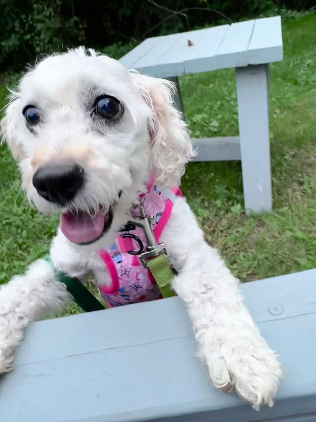 Enlarge Spring-9/18/26, a Adopted Maltipoo in Lambertville, NJ image 2/4