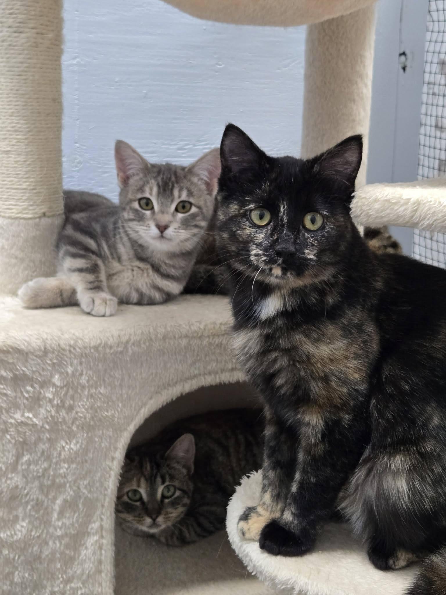 Enlarge Elpheba, a ADOPTABLE Domestic Short Hair in Mission, BC image 1/2