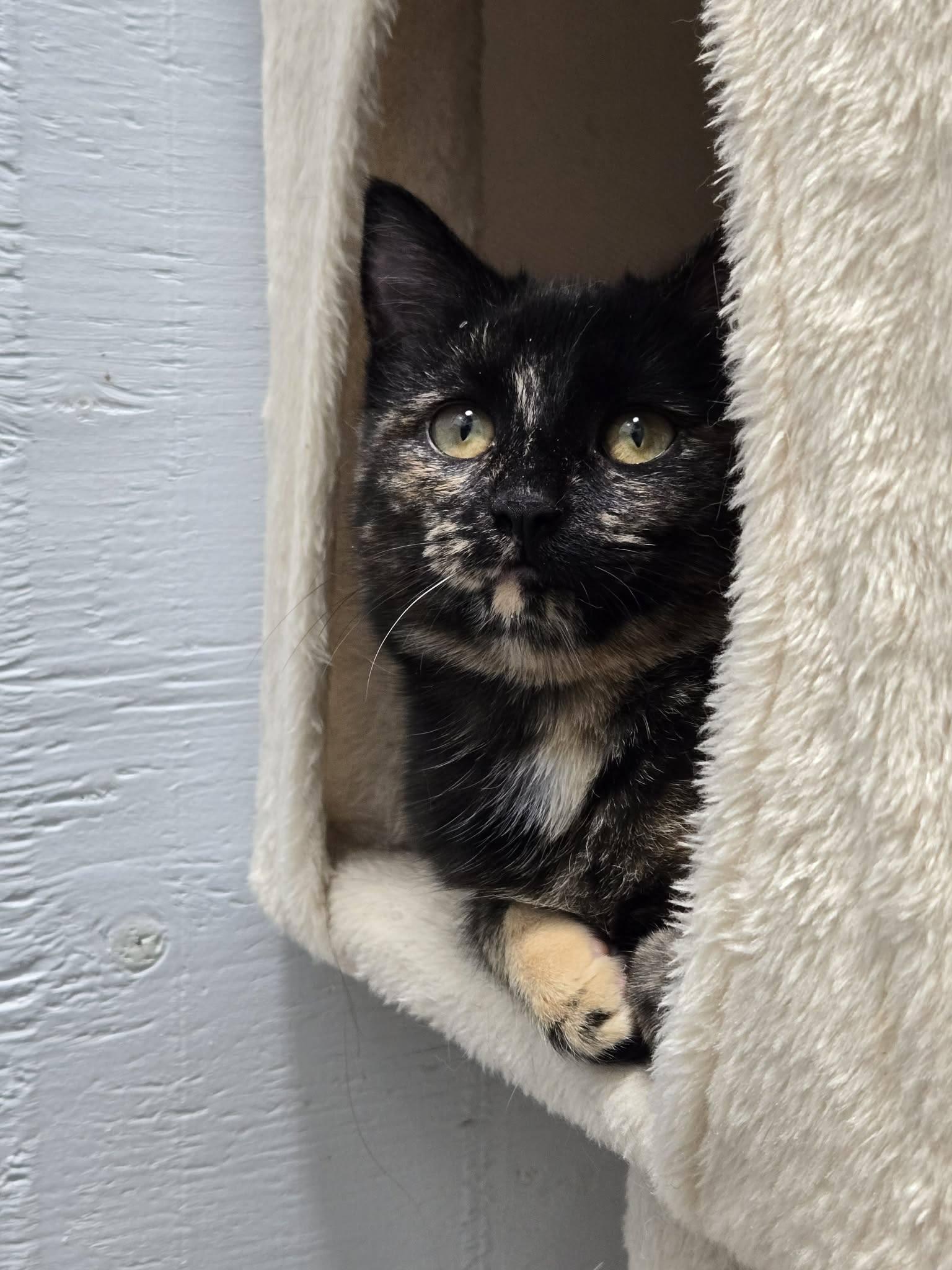 Enlarge Elpheba, a ADOPTABLE Domestic Short Hair in Mission, BC image 2/2