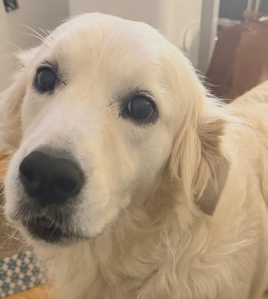 Cooper, Adopted, Young Male Golden Retriever.