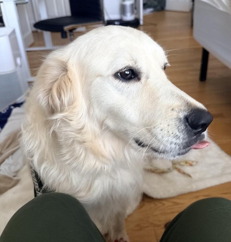 Enlarge Cooper, a Adopted Golden Retriever in Washington, DC image 2/6