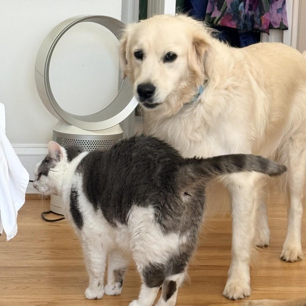 Enlarge Cooper, a Adopted Golden Retriever in Washington, DC image 3/6