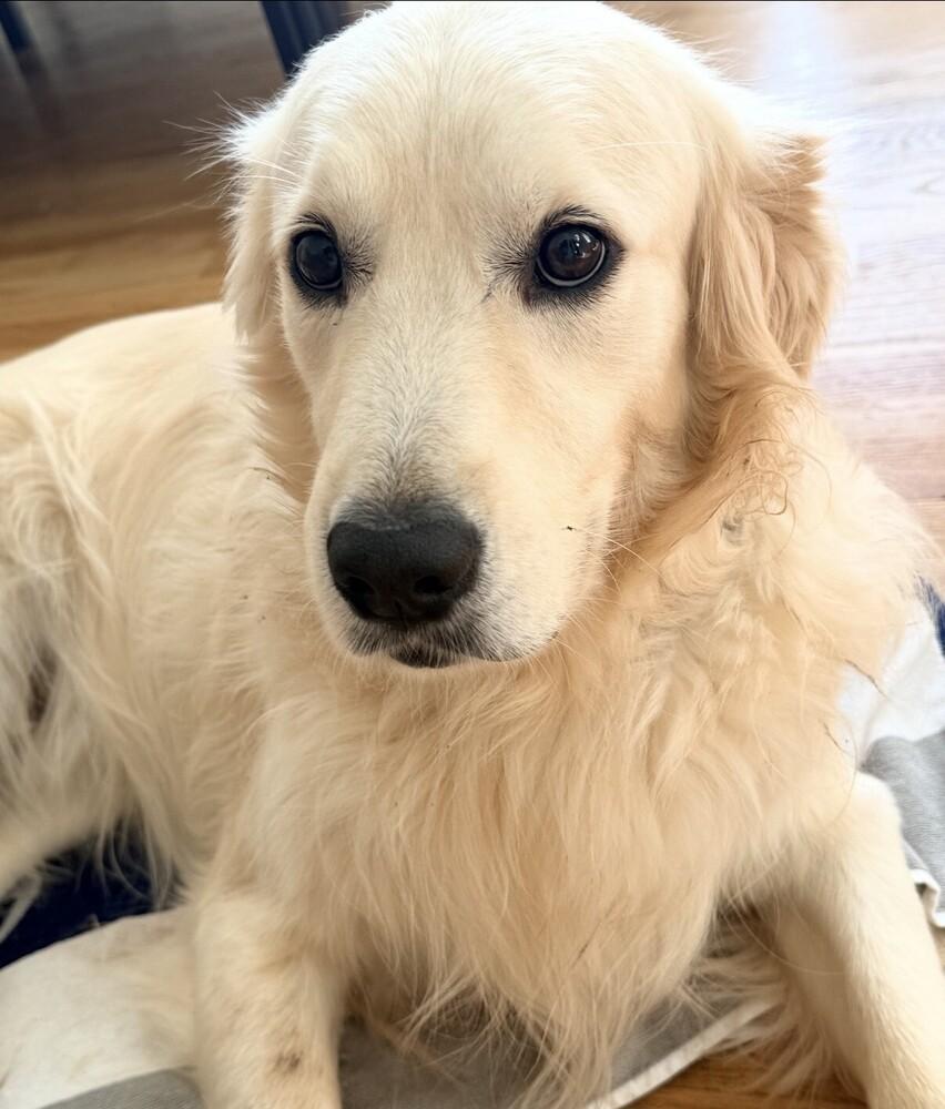 Enlarge Cooper, a Adopted Golden Retriever in Washington, DC image 4/6