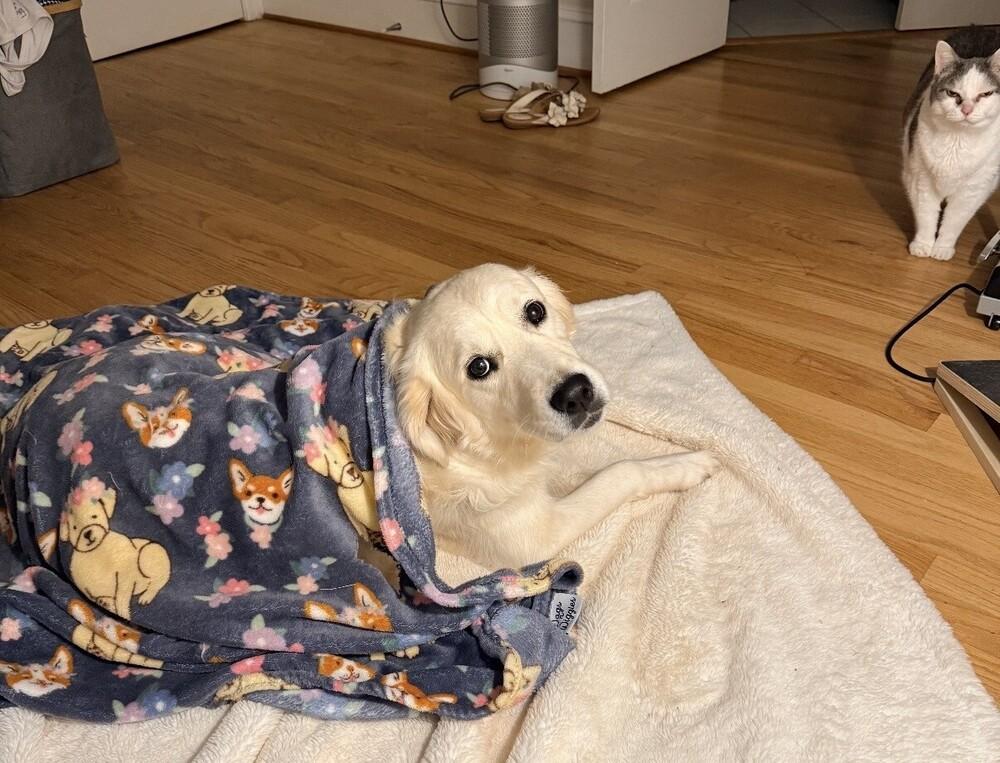 Enlarge Cooper, a Adopted Golden Retriever in Washington, DC image 5/6