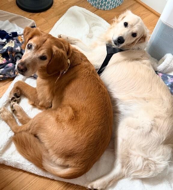 Enlarge Cooper, a Adopted Golden Retriever in Washington, DC image 6/6