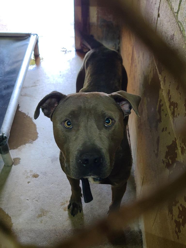 Bobby, a Adoptable Pit Bull Terrier in Swainsboro, GA image 1/2