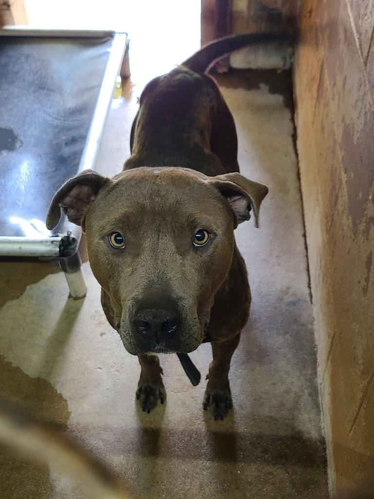 Bobby, a Adoptable Pit Bull Terrier in Swainsboro, GA image 2/2