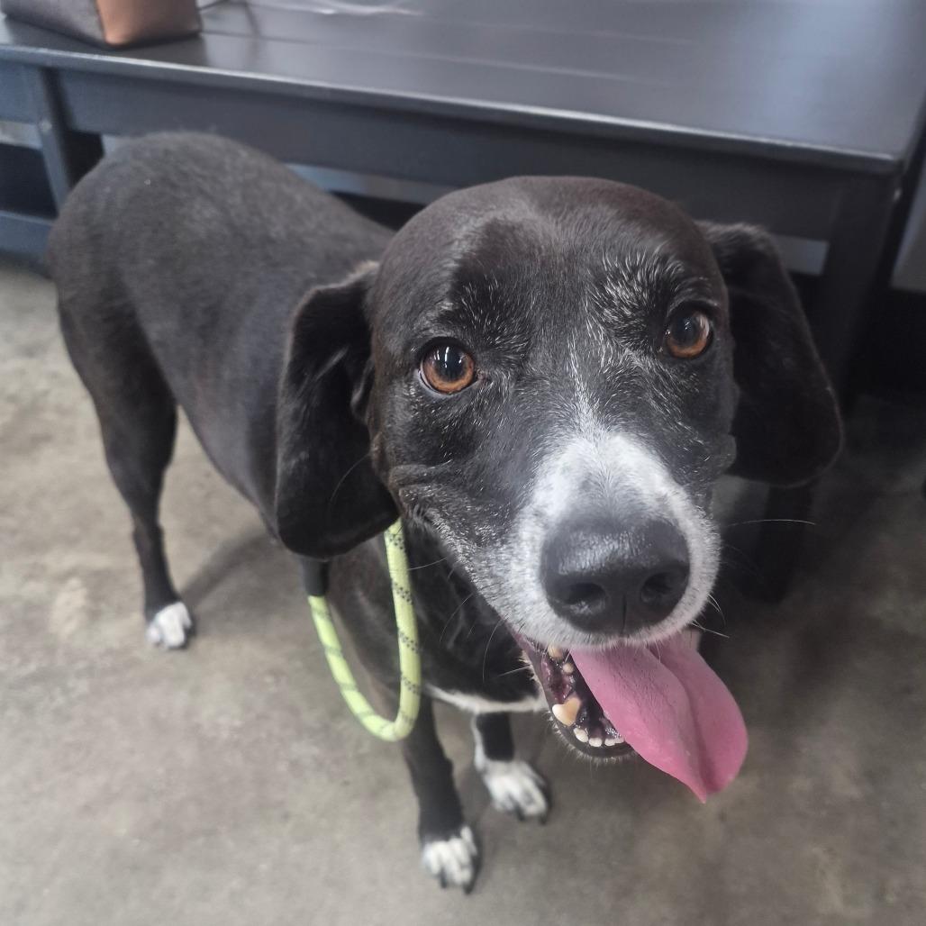Domino, Adoptable, Adult Male Retriever & Hound.