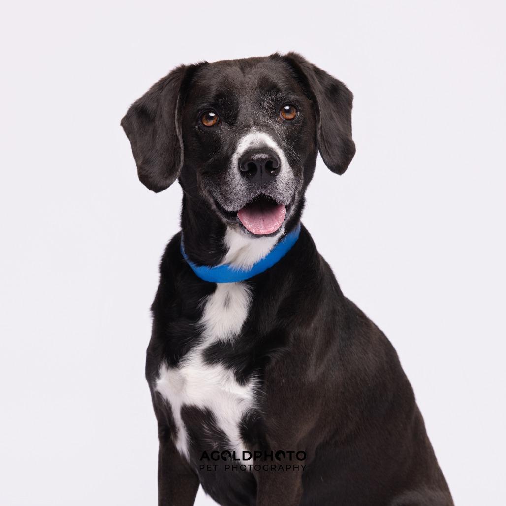 Enlarge Domino, a Adoptable mixed breed image 2/2