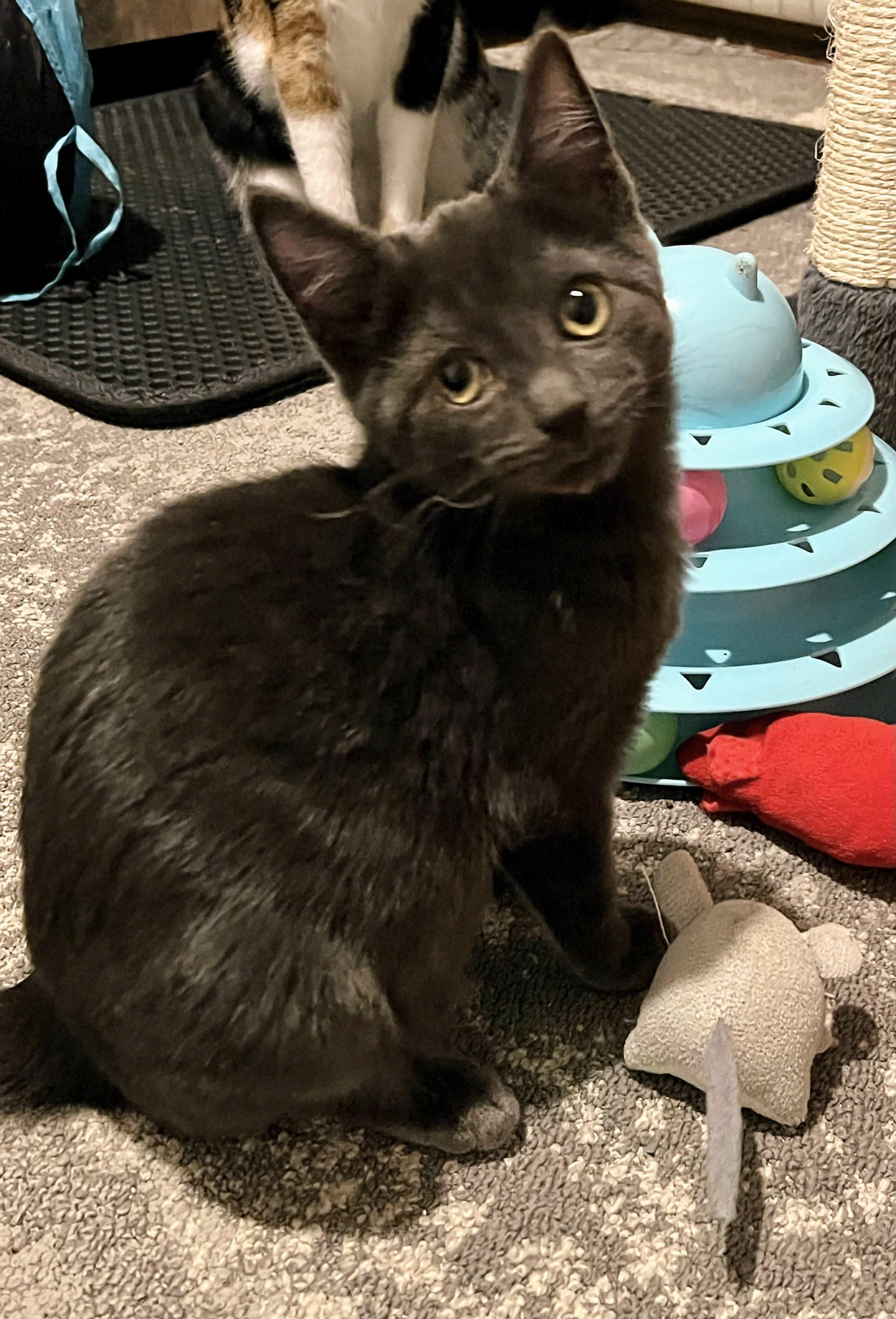 Aster, adopted, Kitten Male Russian Blue & Domestic Short Hair.