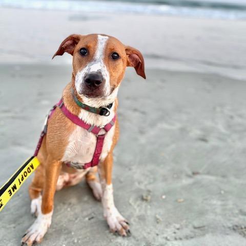 Enlarge Becky, a Adoptable Mixed Breed in Raleigh, NC image 1/6
