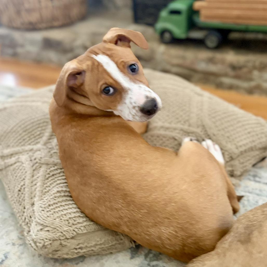 Becky, Adoptable, Puppy Female Mixed Breed.