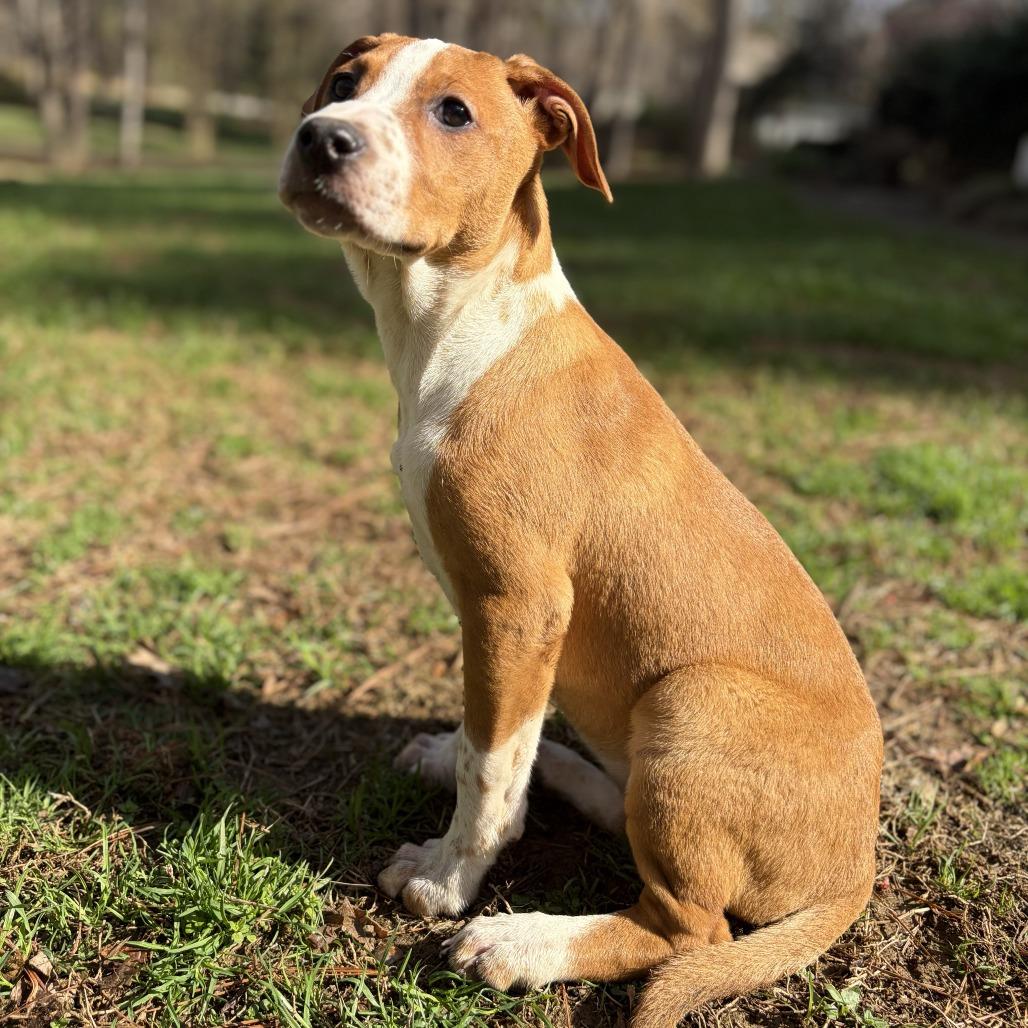 Becky, Adoptable, Young Female Mixed Breed.