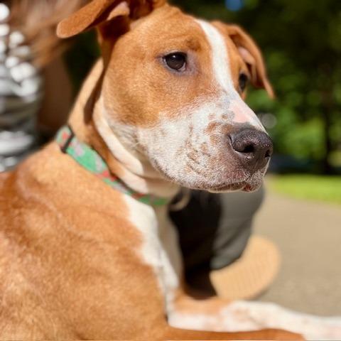 Enlarge Becky, a Adoptable Mixed Breed in Raleigh, NC image 3/3
