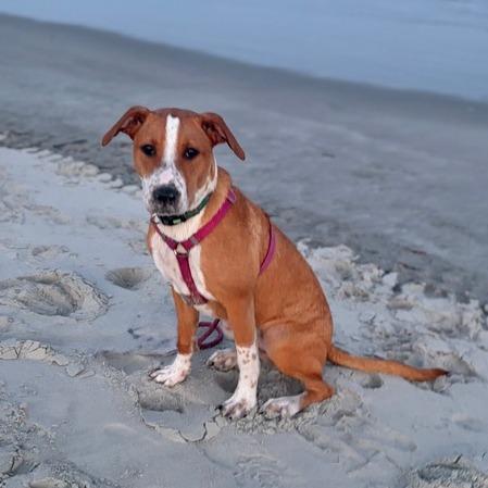 Enlarge Becky, a Adoptable Mixed Breed in Raleigh, NC image 5/6