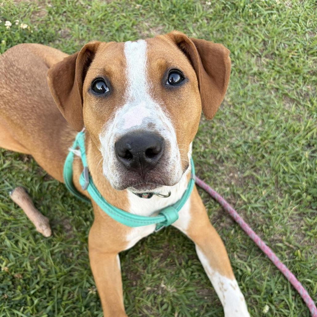 Enlarge Becky, a Adoptable Mixed Breed in Raleigh, NC image 6/6