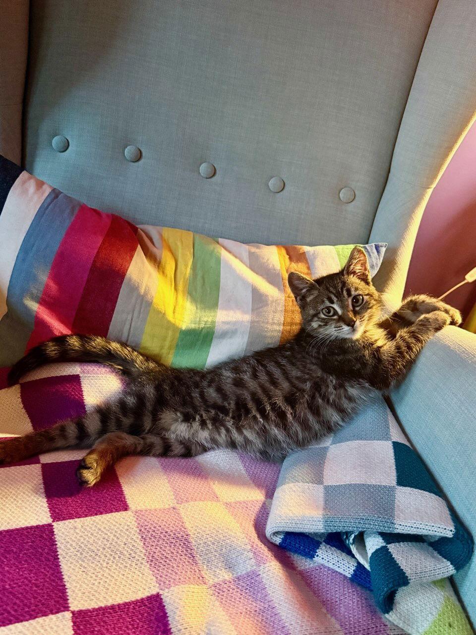 Koko, Adopted, Kitten Female Domestic Short Hair.