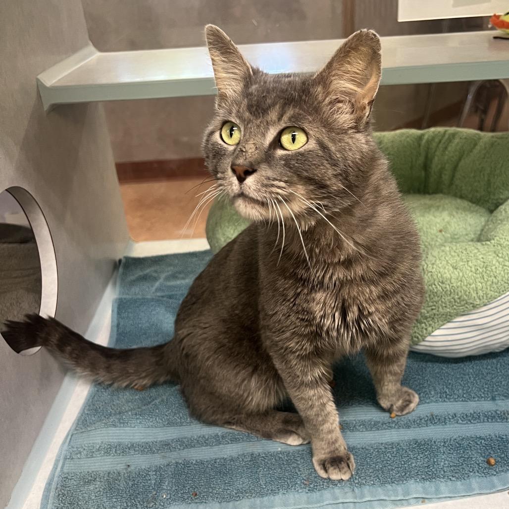 Sir Chunks, a Adoptable Domestic Short Hair in Glenwood Springs, CO image 1/4