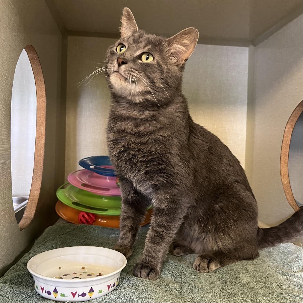 Sir Chunks, a Adoptable Domestic Short Hair in Glenwood Springs, CO image 2/4