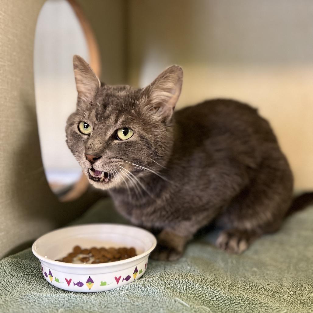 Sir Chunks, a Adoptable Domestic Short Hair in Glenwood Springs, CO image 3/4